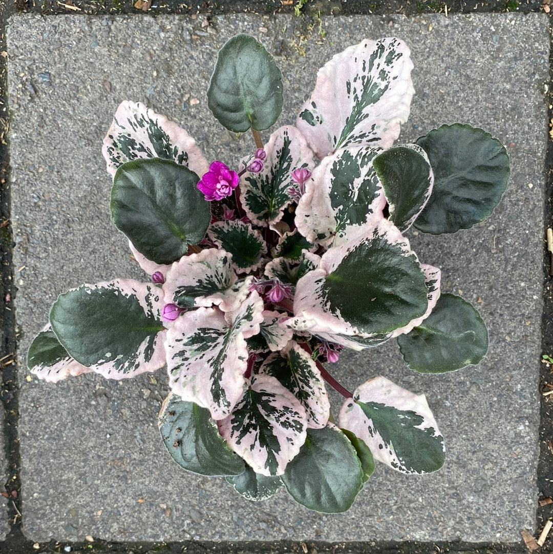 A Saintpaulia plant also know as an African violet in front of Urban Tropicana&
