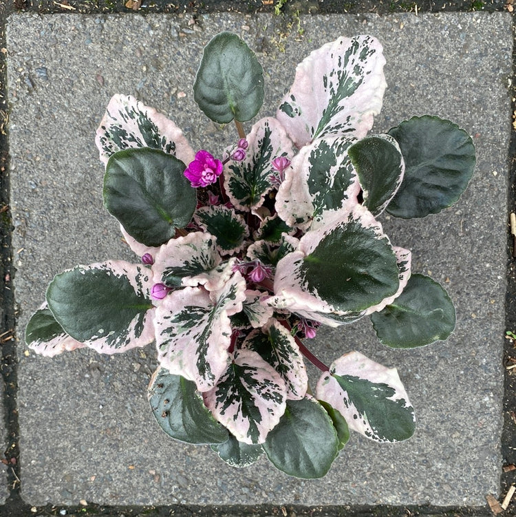 A Saintpaulia plant also know as an African violet in front of Urban Tropicana&