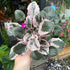 A Saintpaulia plant also know as an African violet in front of Urban Tropicana&