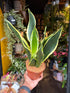 A Sansevieria Black Gold plant in front of Urban Tropicana’s Plant Shop in Chiswick London