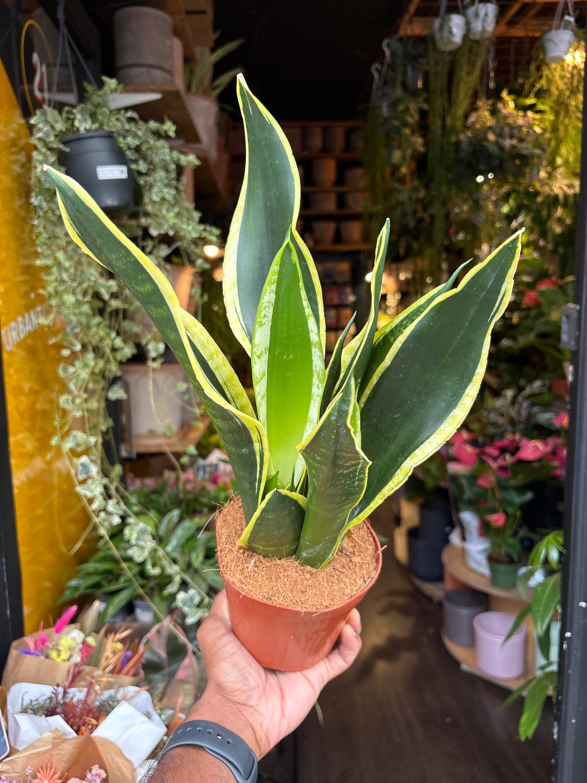 A Sansevieria Black Gold plant in front of Urban Tropicana’s Plant Shop in Chiswick London