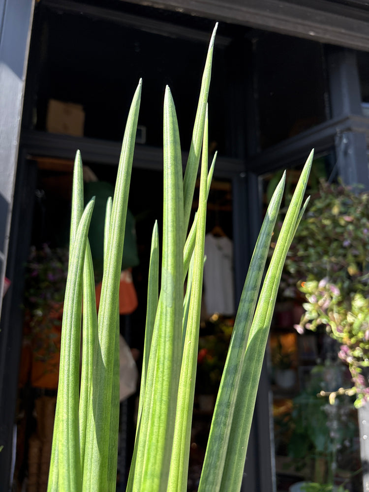 Sansevieria Cylindrica also known as a Snake plant in front of Urban Tropicana’s Plant shop in Chiswick London