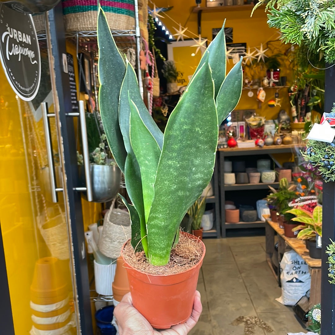 A Sansevieria Dark Diamond plant also known as a Snake Plant in front of Urban Tropicana&