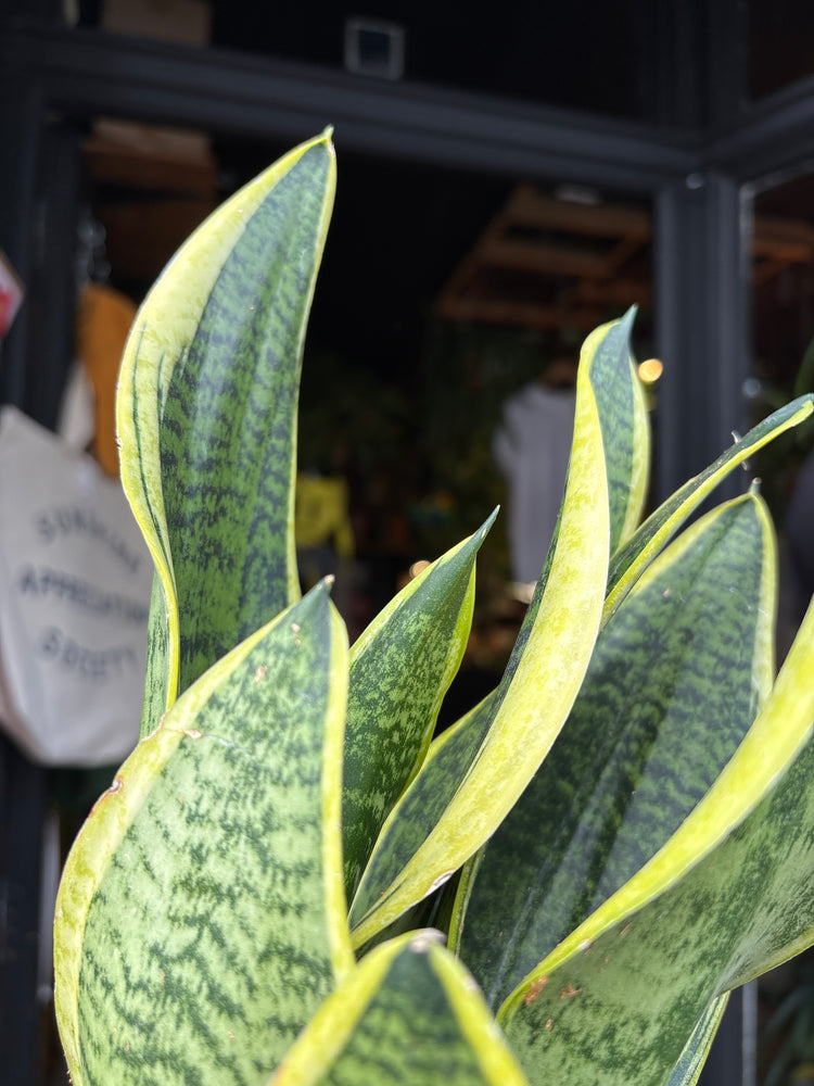 A Sansevieria Futura Superba plant, or anake plant, in front of Urban Tropicana&