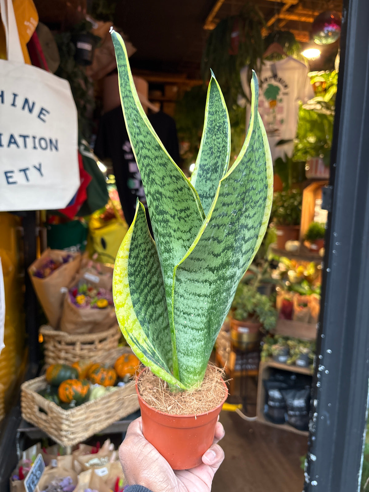 Sansevieria Futura Superba Snake Plant in 9cm pot outside Urban Tropicana plant shop in Chiswick, London