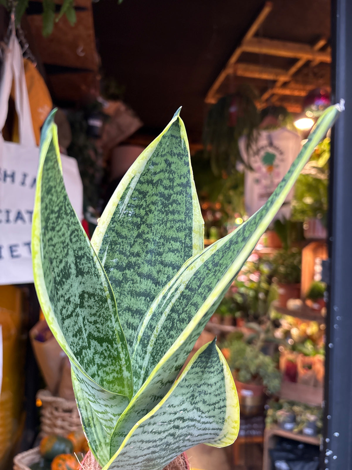 Sansevieria Futura Superba Snake Plant in 9cm pot outside Urban Tropicana plant shop in Chiswick, London