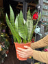 A Sansevieria Hahnii plant in front of Urban Tropicana’s Plant Shop in Chiswick London