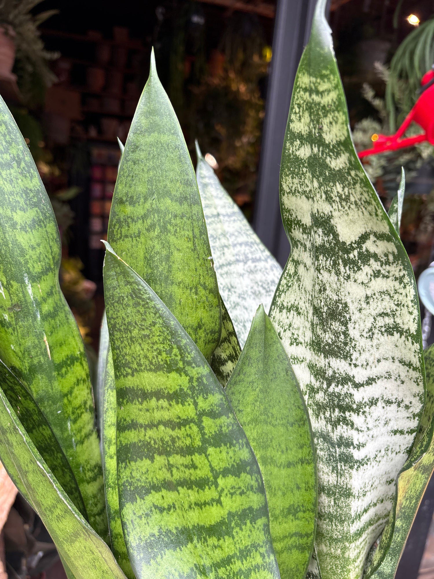 A Sansevieria Hahnii plant in front of Urban Tropicana’s Plant Shop in Chiswick London