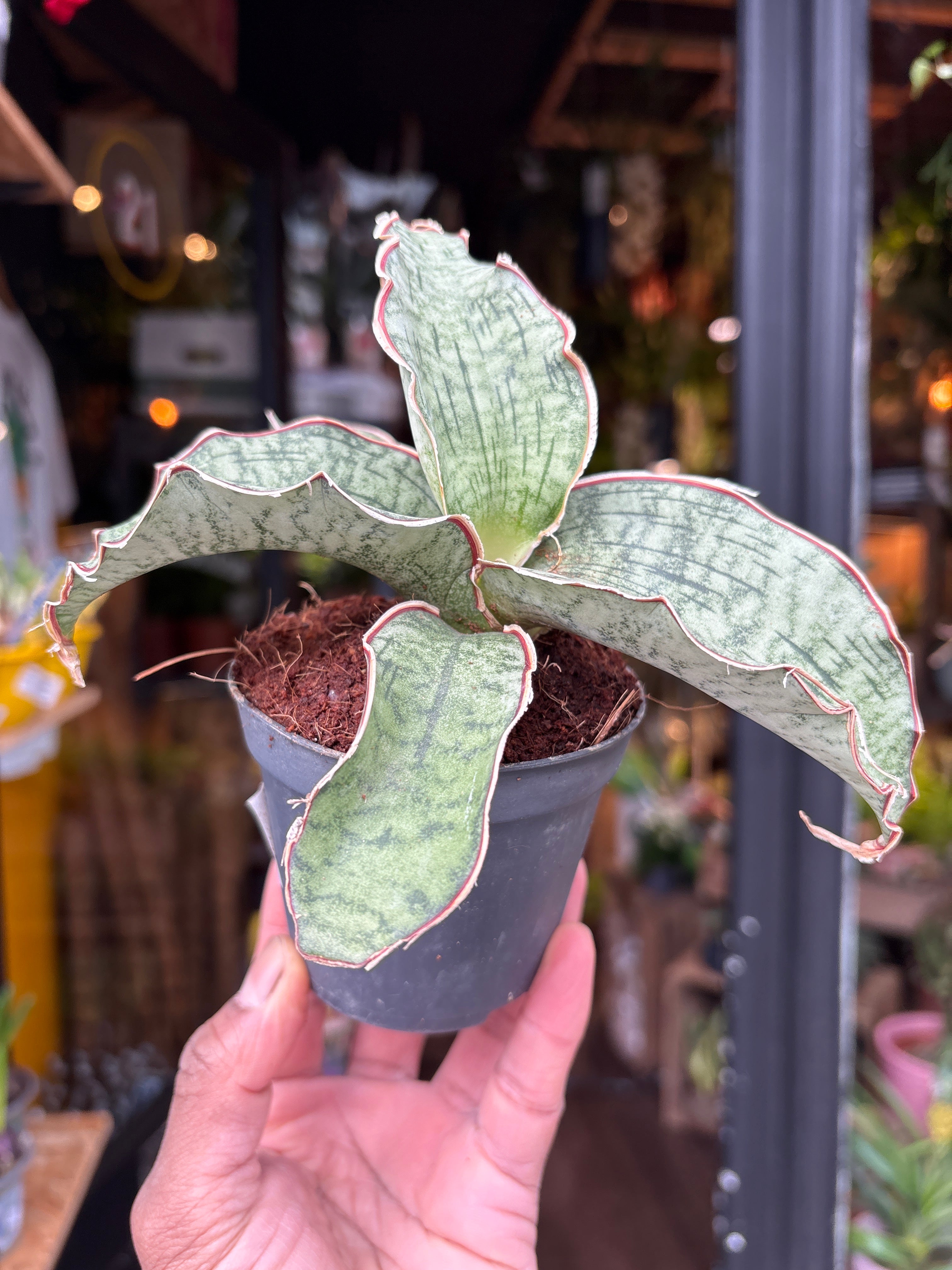 TRUBUS sansevieria 200種のサンスベリア Sansevieria 'Silver Streak' 10