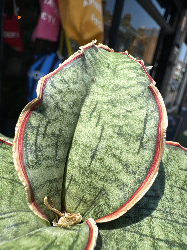 Sansevieria Kirkii Silver Blue plant outside Urban Tropicana, a houseplant store in Chiswick London