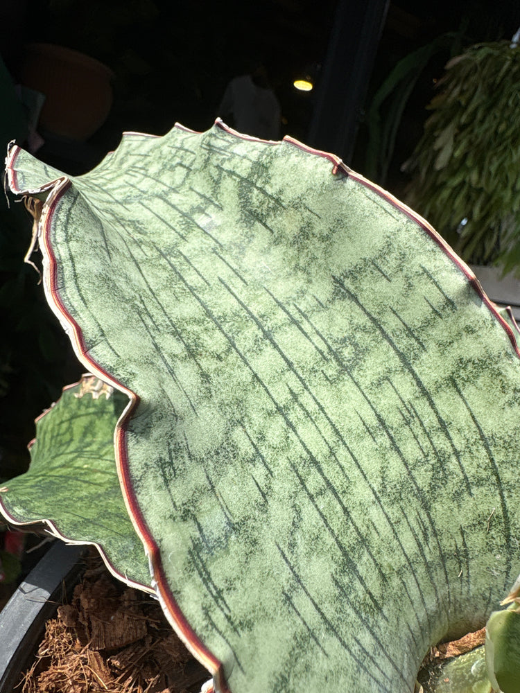 A Sansevieria ‘Kirkii Silver Blue’ plant in front of Urban Tropicana’s plant shop in Chiswick, London
