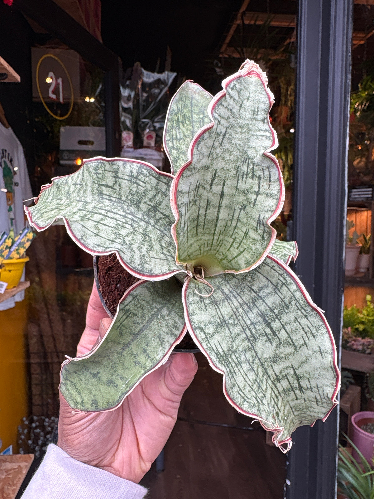 A Sansevieria ‘Kirkii Silver Blue’ plant in front of Urban Tropicana’s Plant Shop in Chiswick London
