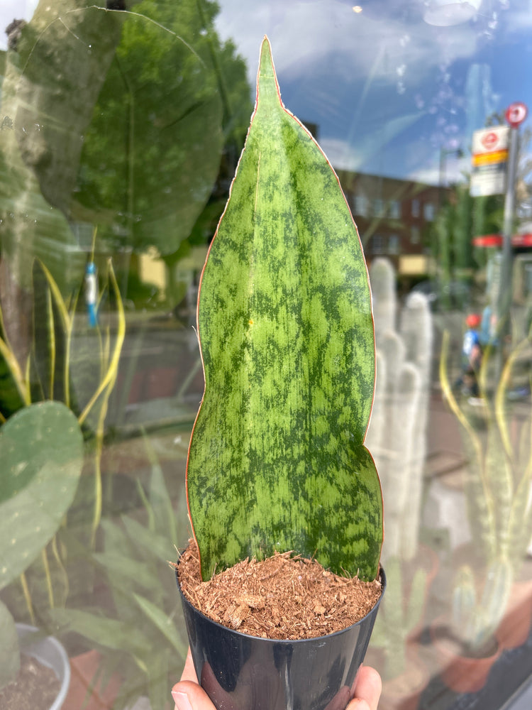 A Sansevieria Masoniana Whale Fin or whale fin snake plant in front of Urban Tropicana’s Plant Shop in Chiswick London