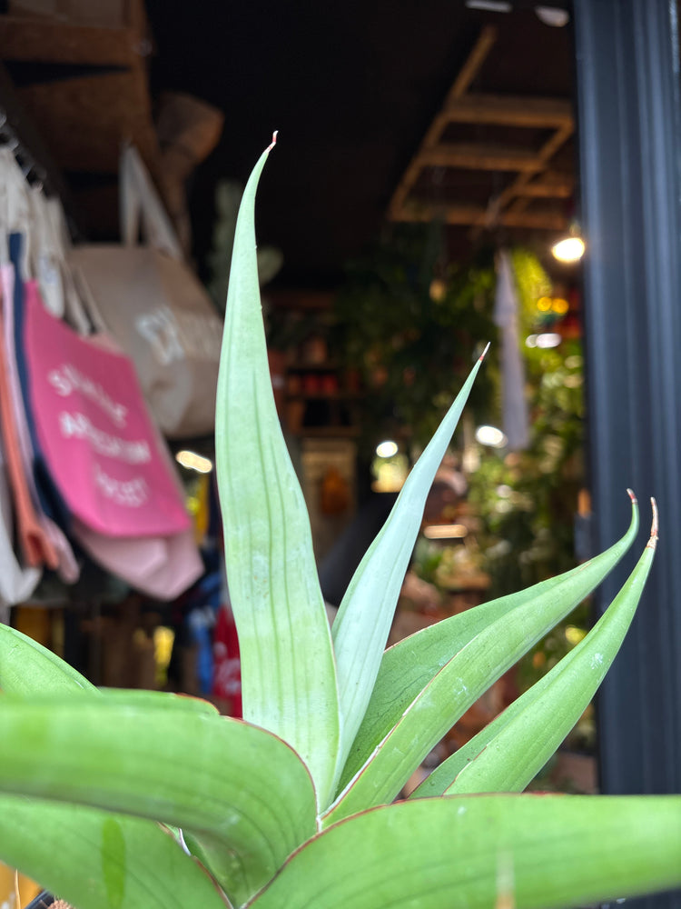 A Sansevieria Silver Syreni plant in front of Urban Tropicana’s plant shop in Chiswick, London