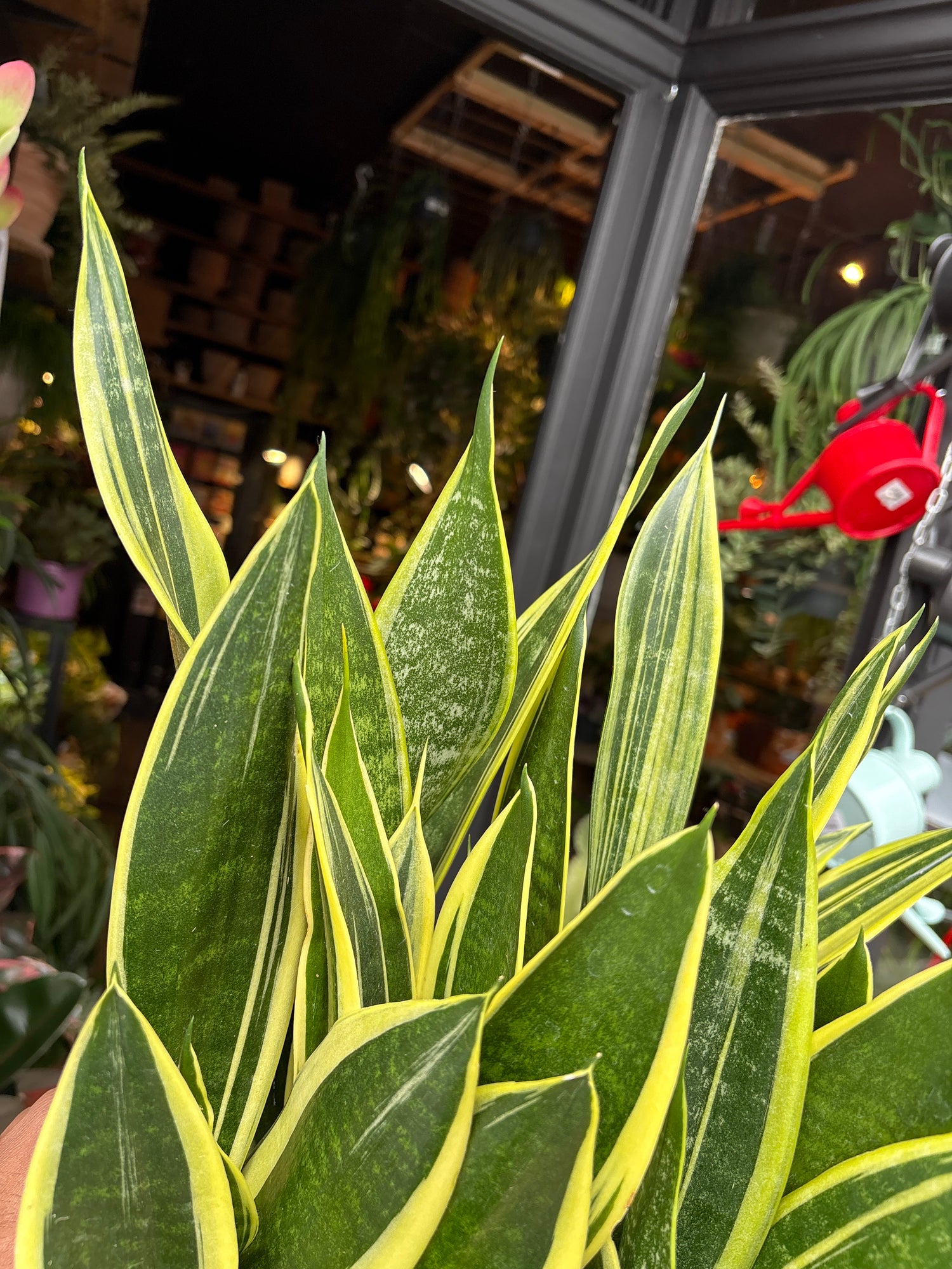 A Sansevieria trifasciata ‘Canary’ plant in front of Urban Tropicana’s Plant Shop in Chiswick London
