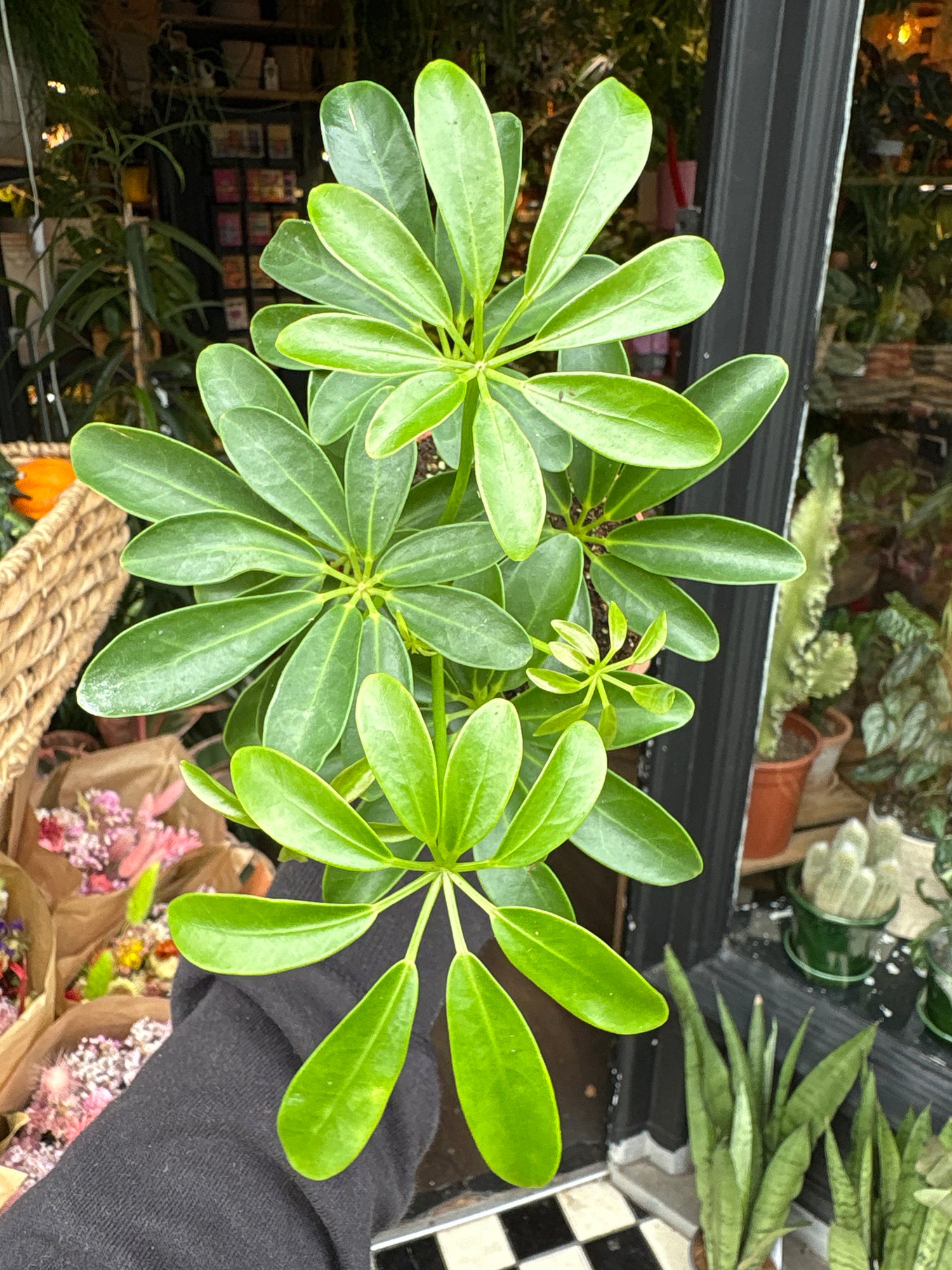 A Schefflera Arboricola Luseana plant in front of Urban Tropicana’s Plant Shop in Chiswick London