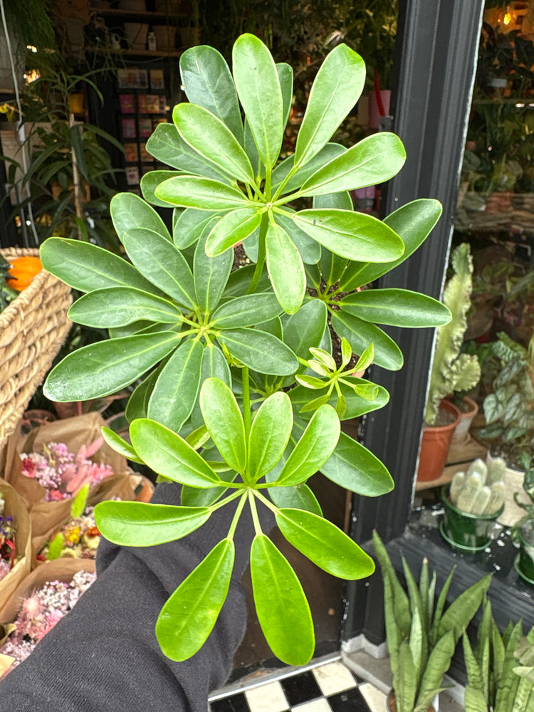 A Schefflera Arboricola Luseana plant in front of Urban Tropicana’s Plant Shop in Chiswick London