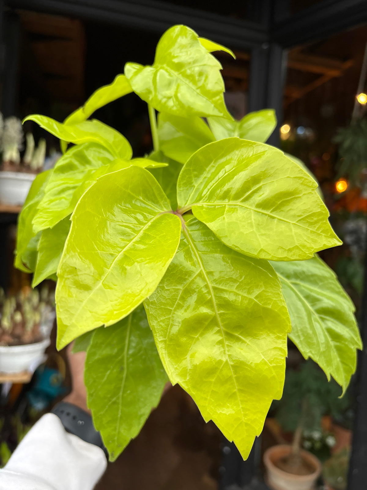 A Schefflera actinophylla ‘Golden Amate’ plant in front of Urban Tropicana’s Plant Shop in Chiswick London
