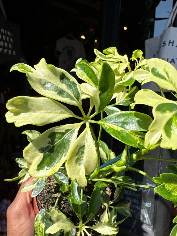 Schefflera arboricola ‘Janine’ houseplant outside Urban Tropicana plant shop in Chiswick, London