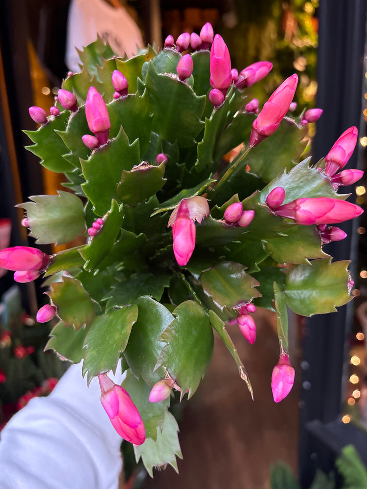 A Schlumbergera plant in front of Urban Tropicana’s Plant Shop in Chiswick London
