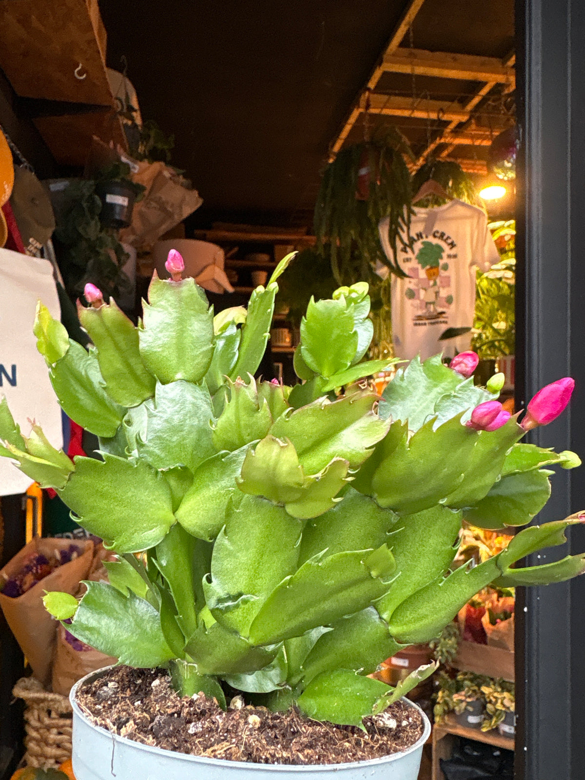 Schlumbergera Pink-White in 12cm pot outside Urban Tropicana plant shop in Chiswick, London