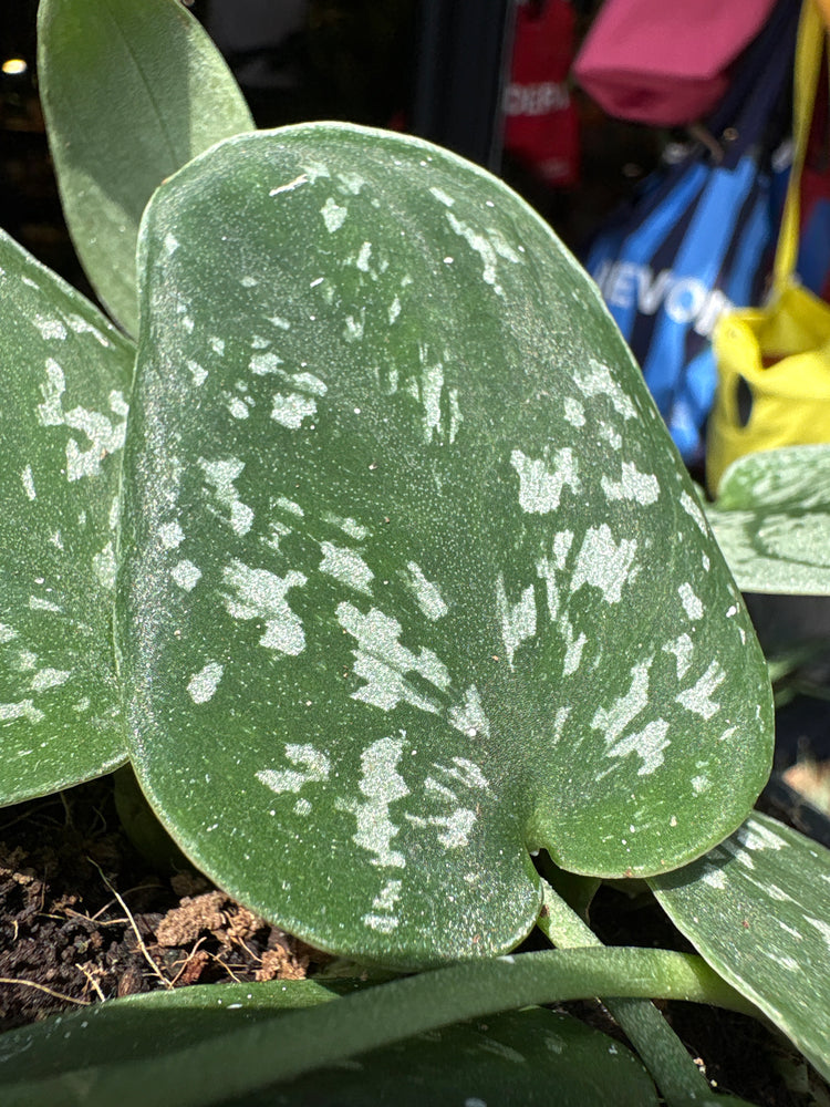 Scindapsus Pictus ‘Argyraeus’ outside Urban Tropicana plant shop in Chiswick, London