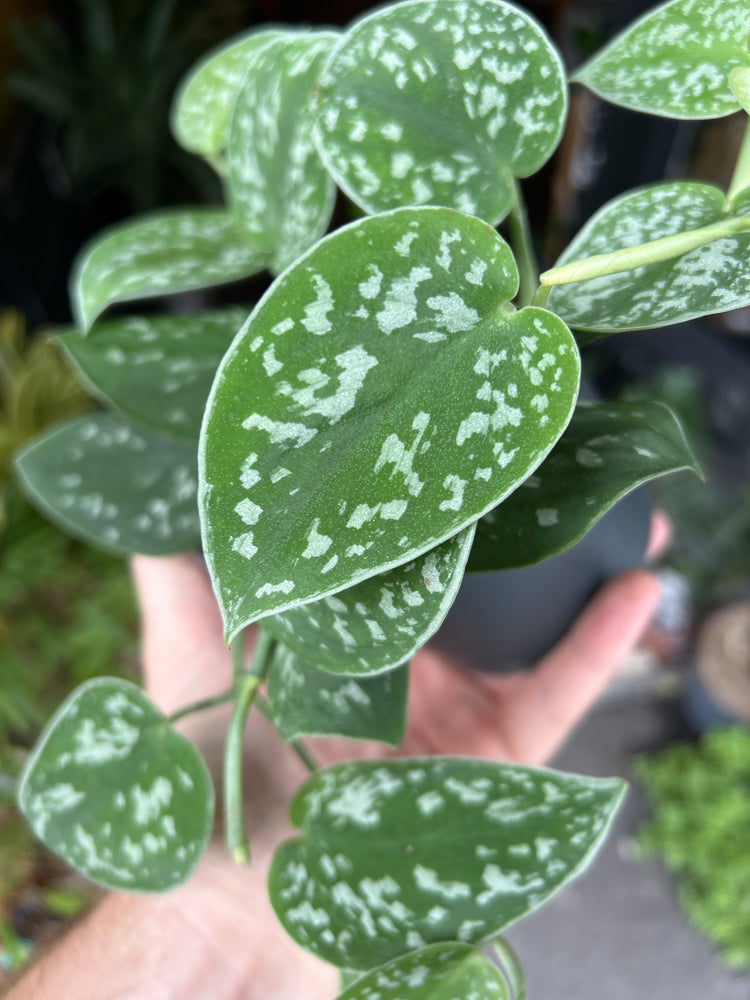 Scindapsus pictus ‘Argyraeus’ houseplant in 12cm pot outside Urban Tropicana plant shop in Chiswick, London