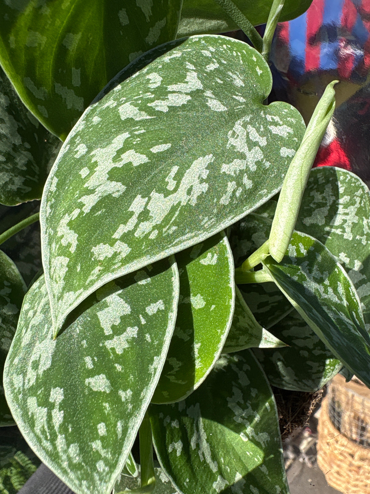 Scindapsus Pictus ‘Argyraeus’ outside Urban Tropicana plant shop in Chiswick, London