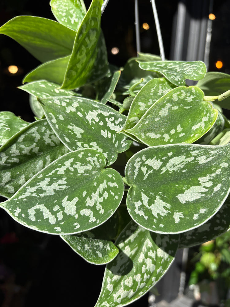 A Scindapsus Pictus Argyraeus plant in front of Urban Tropicana’s Plant Shop in Chiswick London