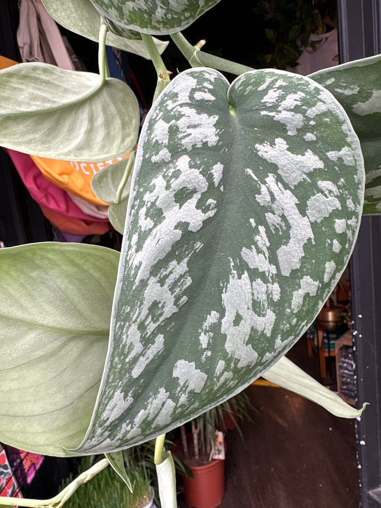 Hanging Scindapsus Pictus Trebie, or Satin Pothos, Silver Satin Pothos, or Silver Vine, outside Urban Tropicana’s houseplant store in Chiswick, London
