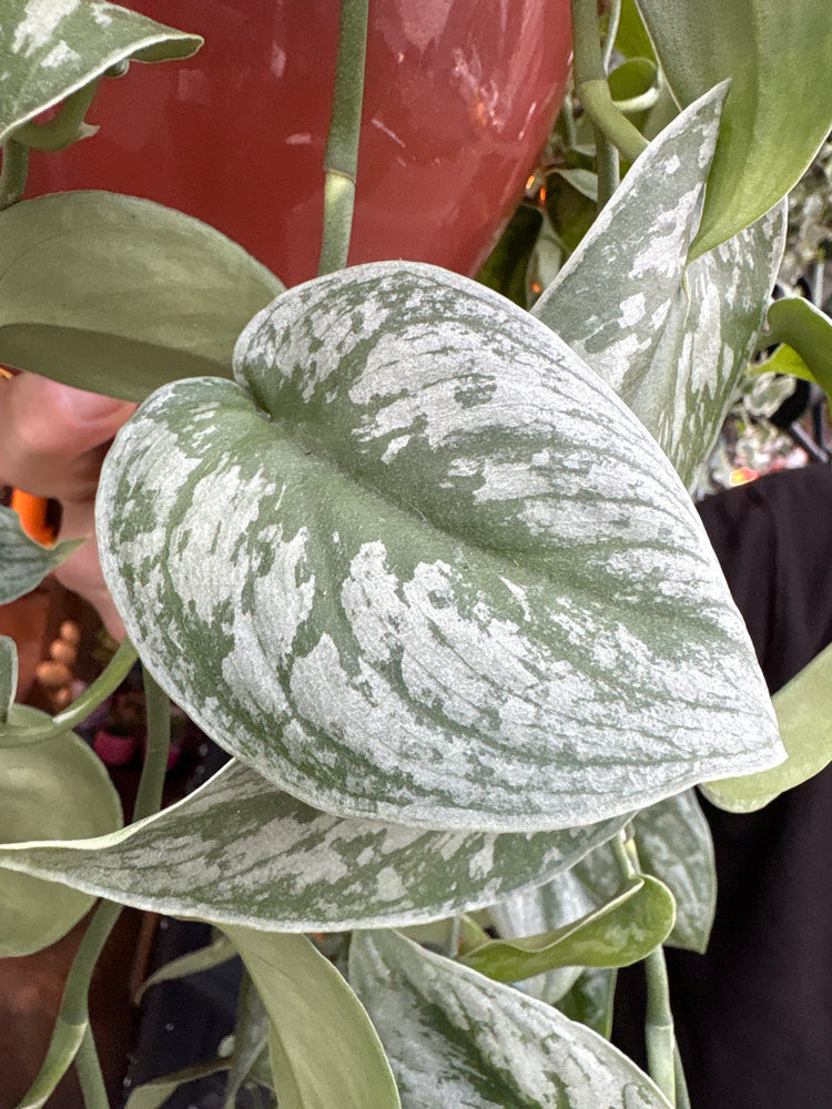 A Scindapsus Trebie plant in front of Urban Tropicana’s Plant Shop in Chiswick London