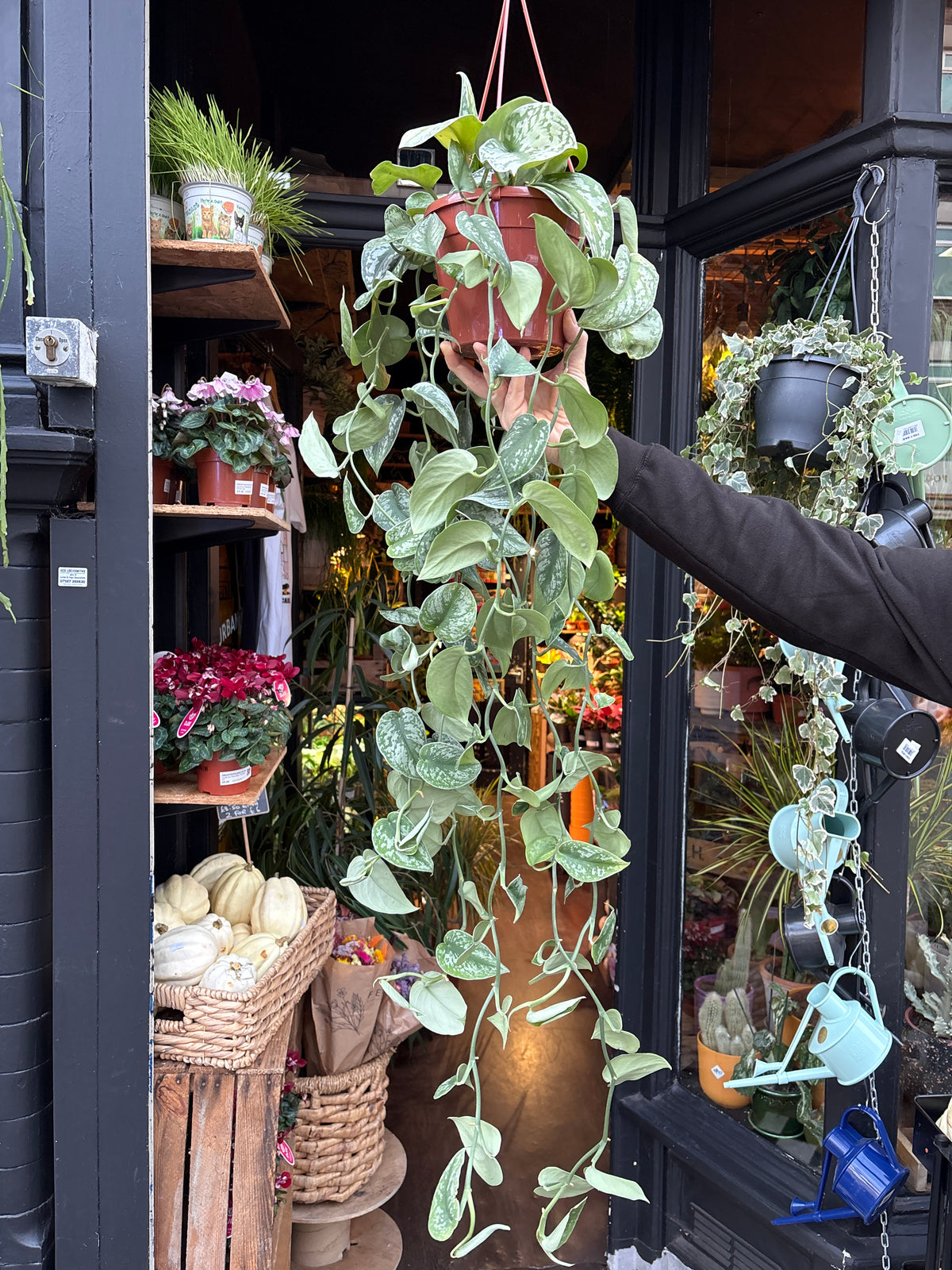 A Scindapsus Trebie plant in front of Urban Tropicana’s Plant Shop in Chiswick London