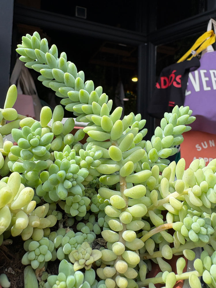 A Sedum Burrito plant in front of Urban Tropicana’s plant shop in Chiswick, London