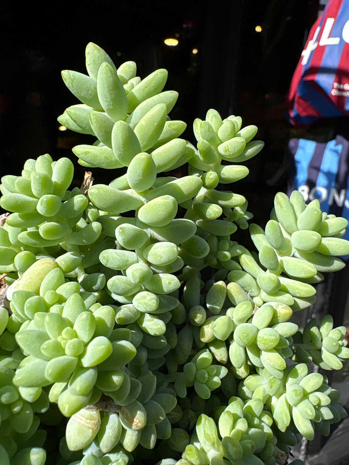Sedum burrito (Burro’s Tail) succulent in 11cm pot outside Urban Tropicana plant shop in Chiswick, London