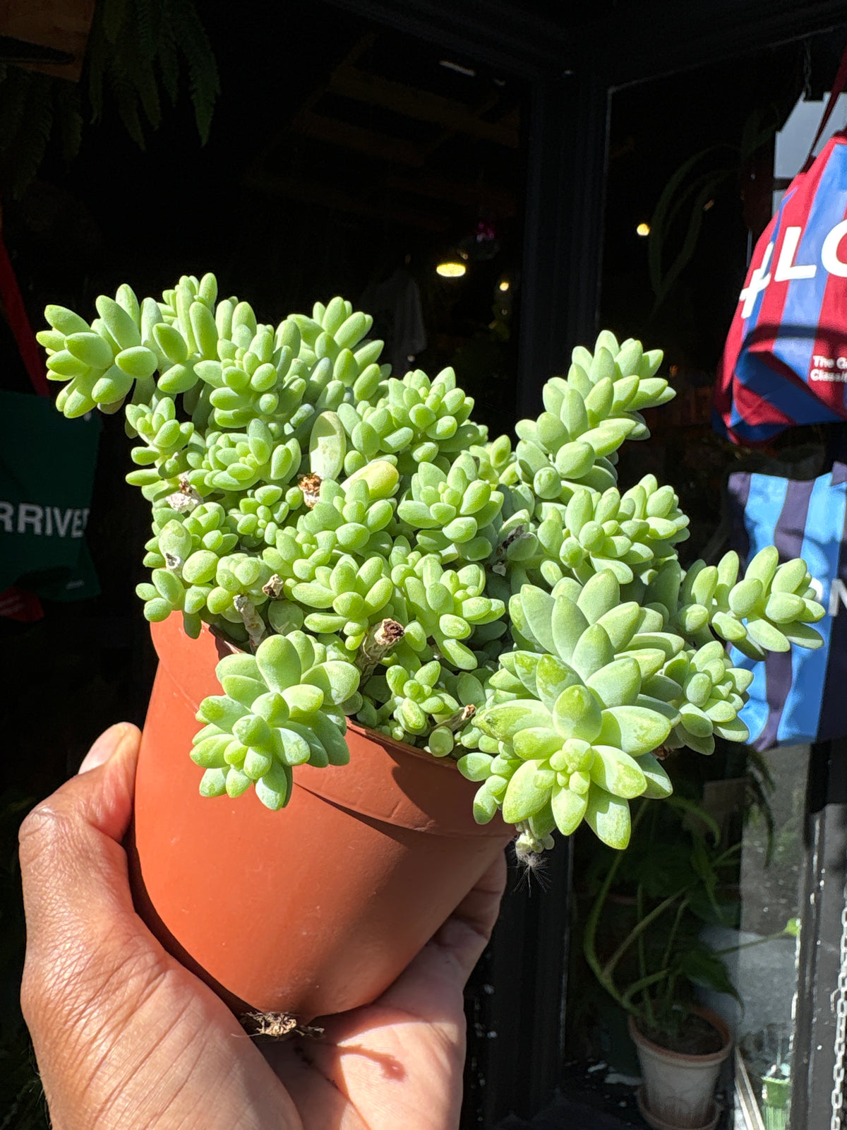 Sedum burrito (Burro’s Tail) succulent in 11cm pot outside Urban Tropicana plant shop in Chiswick, London