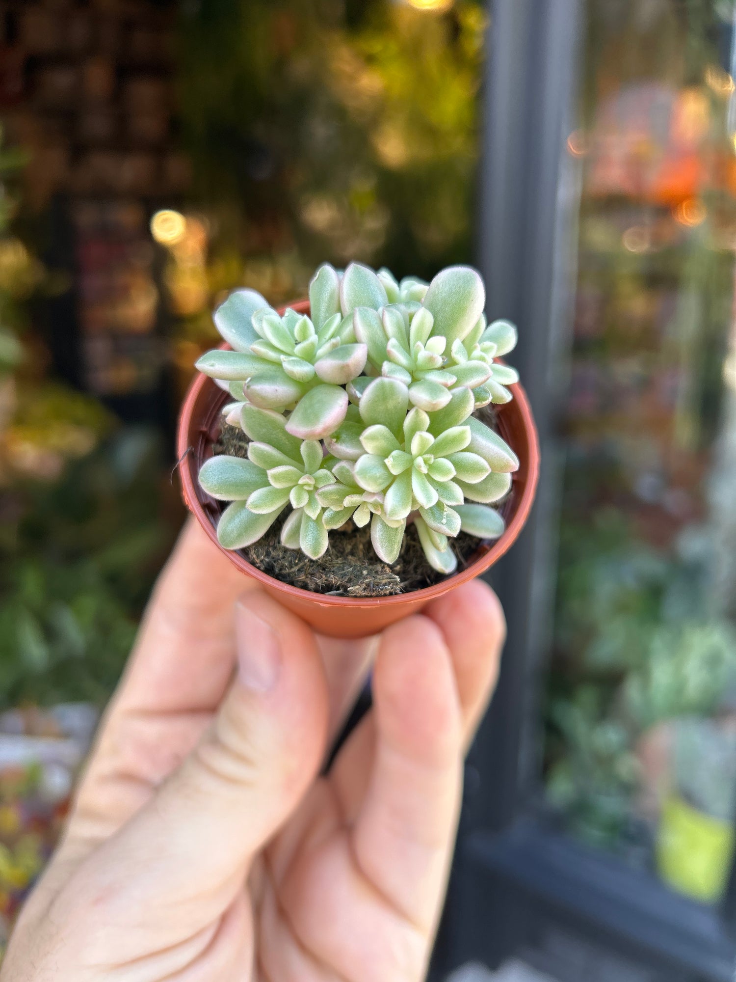 A Sedum Rubrotinctum plant in front of Urban Tropicana’s Plant Shop in Chiswick London
