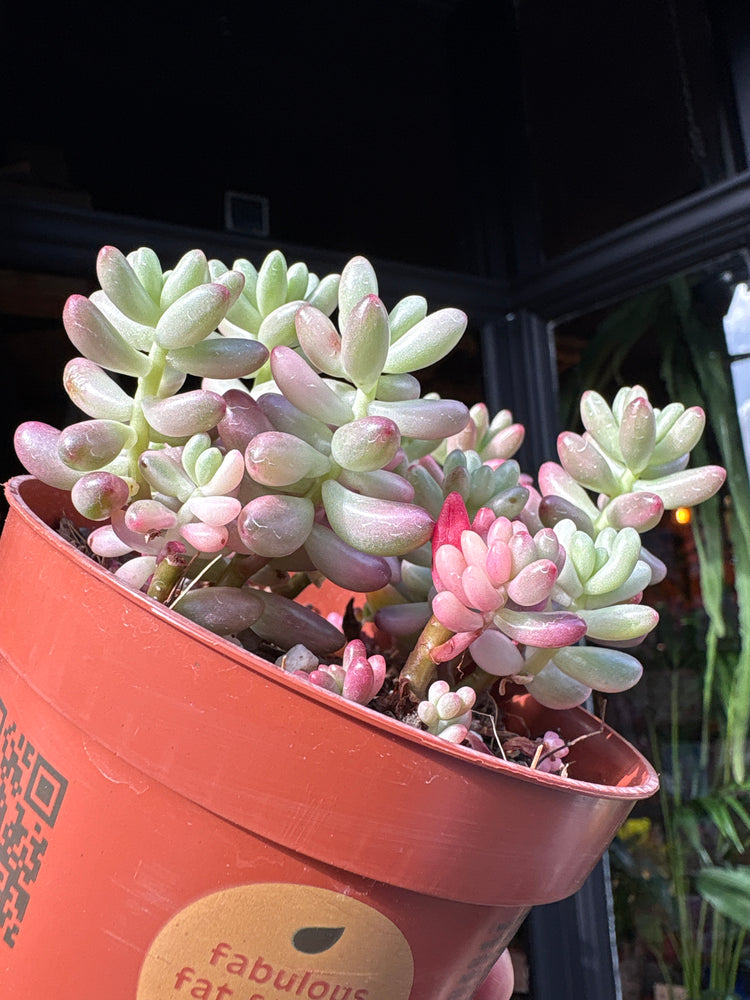 A Sedum rubrotinctum ‘Aurora’ Rosea succulent, with plump pink and green leaves, displayed in front of Urban Tropicana’s Plant Shop in Chiswick, London