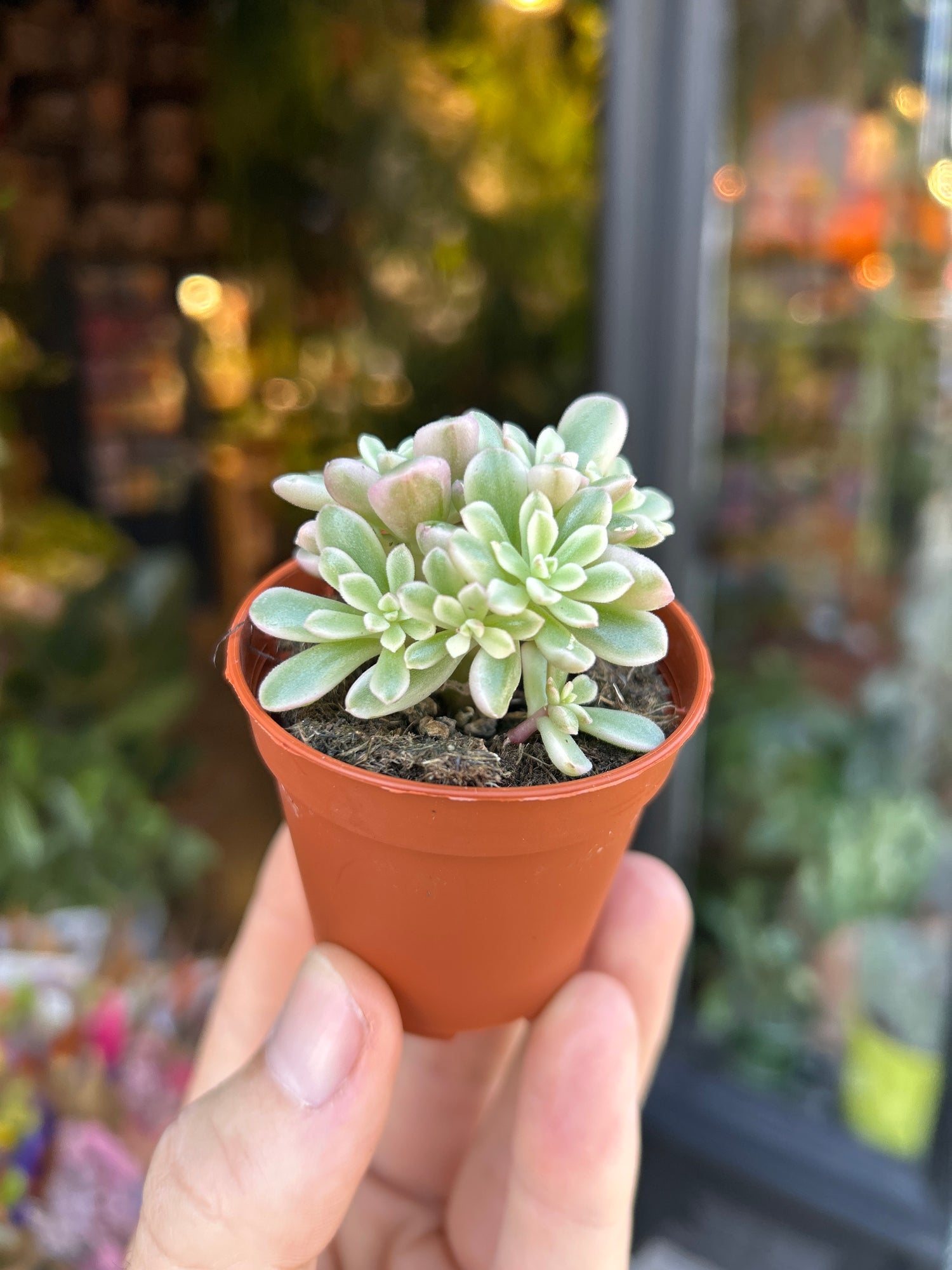A Sedum Rubrotinctum plant in front of Urban Tropicana’s Plant Shop in Chiswick London