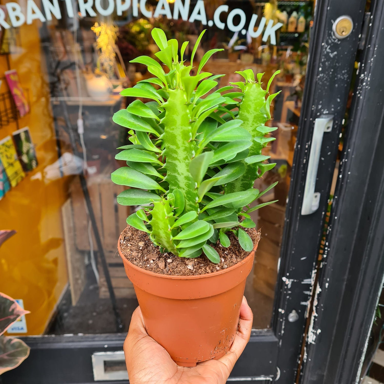 A Euphorbia Trigona plant also known as a Cathedral Cactus in front of Urban Tropicana&