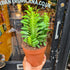 A Euphorbia Trigona plant also known as a Cathedral Cactus in front of Urban Tropicana&