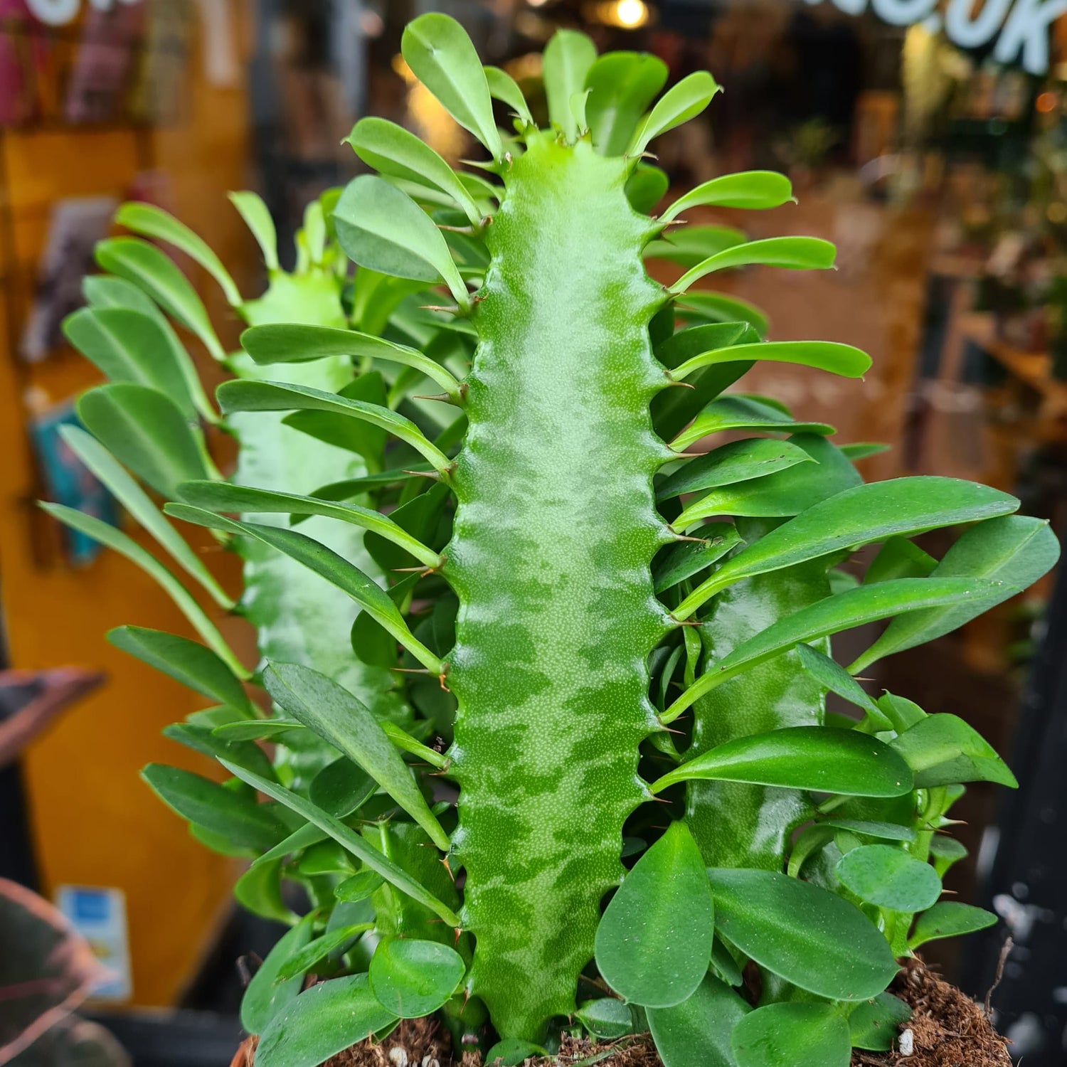 A Euphorbia Trigona plant also known as a Cathedral Cactus in front of Urban Tropicana&