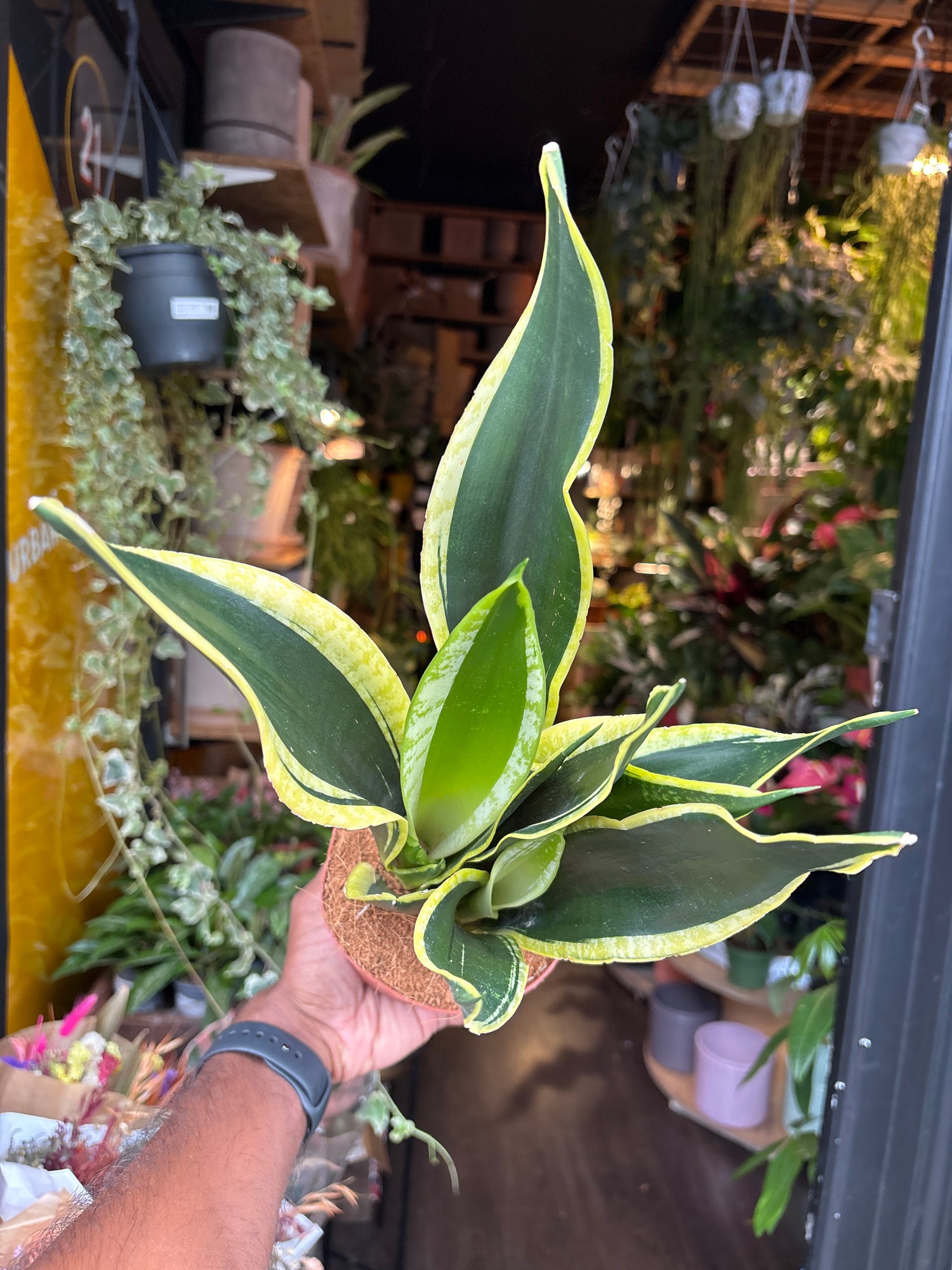 A Sansevieria Black Gold plant in front of Urban Tropicana’s Plant Shop in Chiswick London