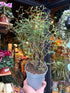 A Sophora Little Baby plant in front of Urban Tropicana’s Plant Shop in Chiswick London