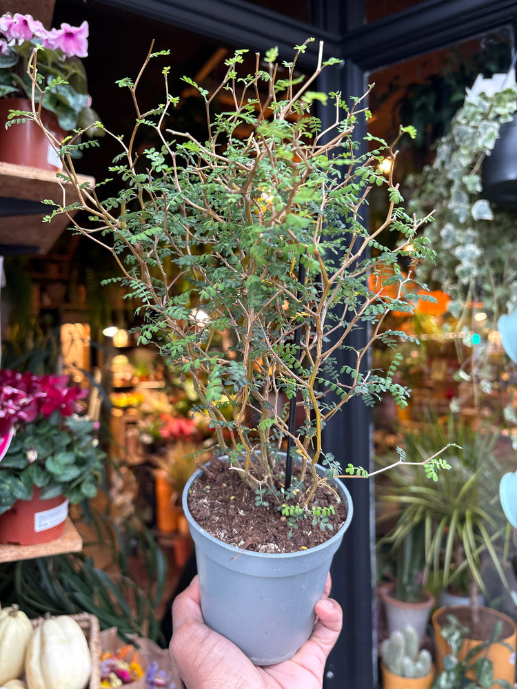A Sophora Little Baby plant in front of Urban Tropicana’s Plant Shop in Chiswick London