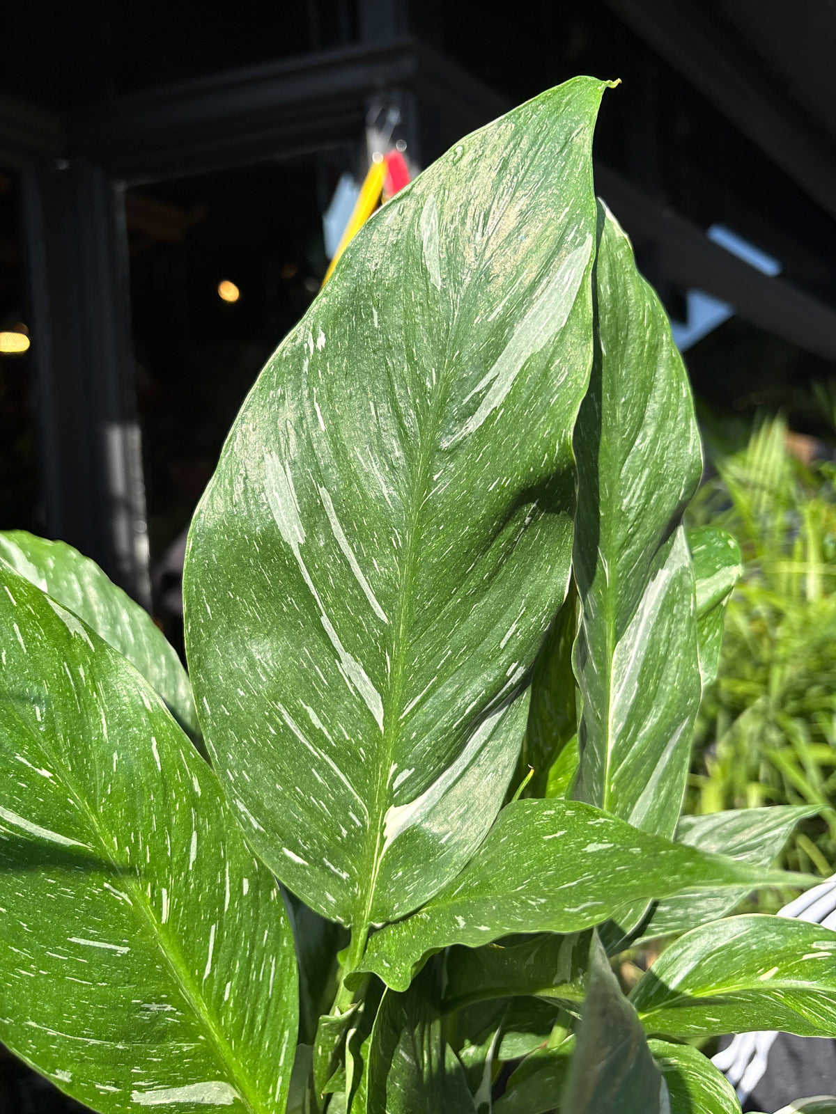 Spathiphyllum ‘Diamond Variegata’ (Peace Lily) in 14cm pot outside Urban Tropicana plant shop in Chiswick, London