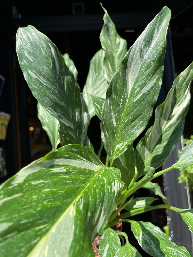 A Spathiphyllum Diamond Variagata plant in front of Urban Tropicana’s Plant Shop in Chiswick London