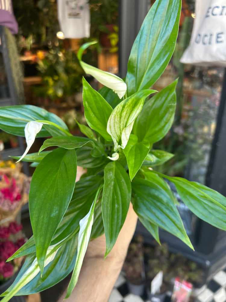 Spathiphyllum ‘Pearl Cupido’ peace lily outside Urban Tropicana plant shop in Chiswick, London