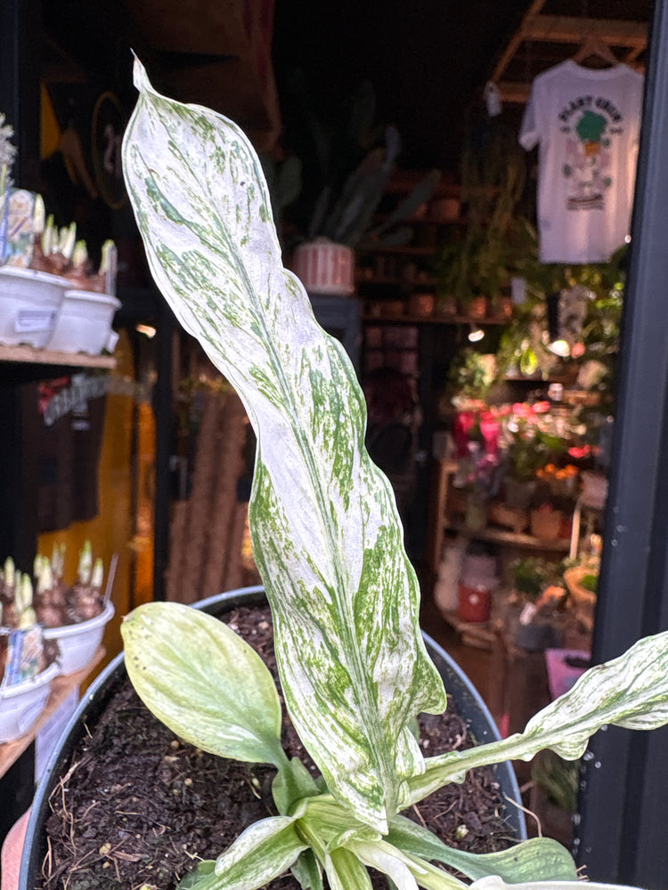 A Spathiphyllum Vivaldi plant in front of Urban Tropicana’s Plant Shop in Chiswick London
