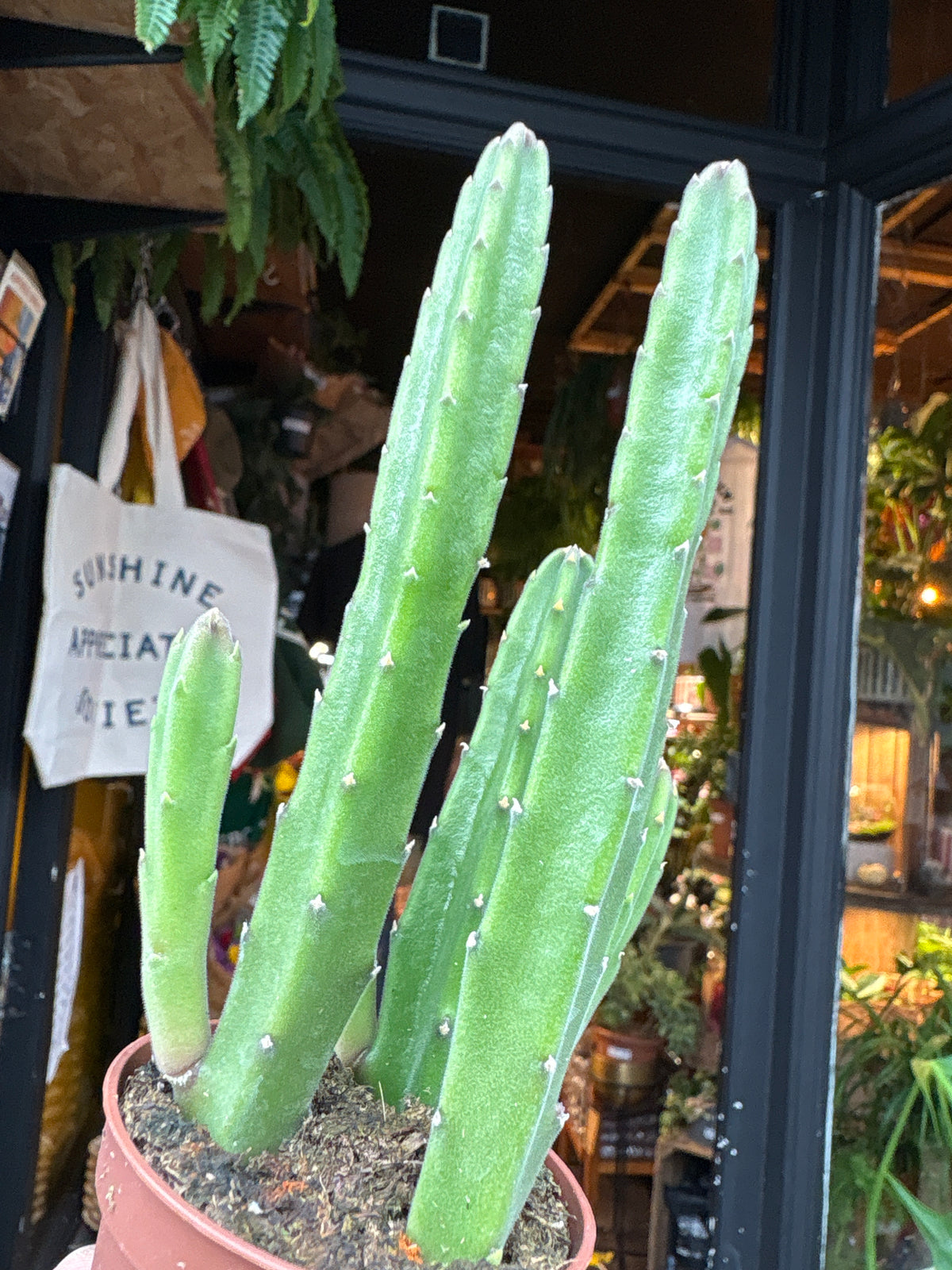 Stapelia leendertziae succulent in 6cm pot outside Urban Tropicana plant shop in Chiswick, London