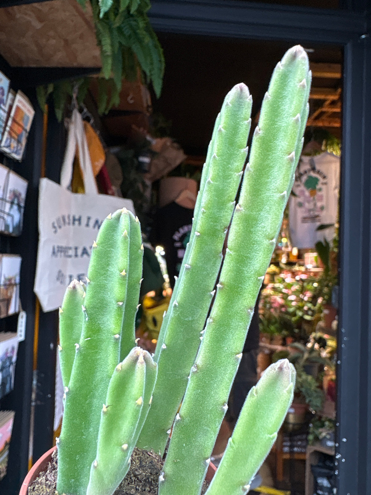 Stapelia leendertziae succulent in 6cm pot outside Urban Tropicana plant shop in Chiswick, London